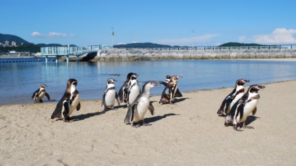 公主郵輪|公主郵輪~鑽石公主號 日本(東京、橫濱、秋田、富山、敦賀、境港、長崎)、韓國(釜山) 11天豪華郵輪假期【優遊緻選】|2026-10-09在日本橫濱登船出發