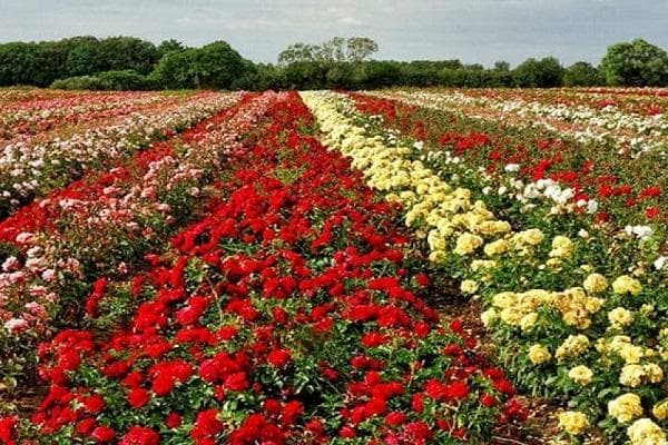 土耳其10天【季節花田約定】