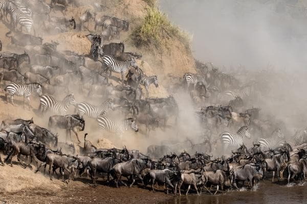 【領先市場！前往＊五大＊野生動物保護區】東非9天 ‧ 動物大遷徙之旅