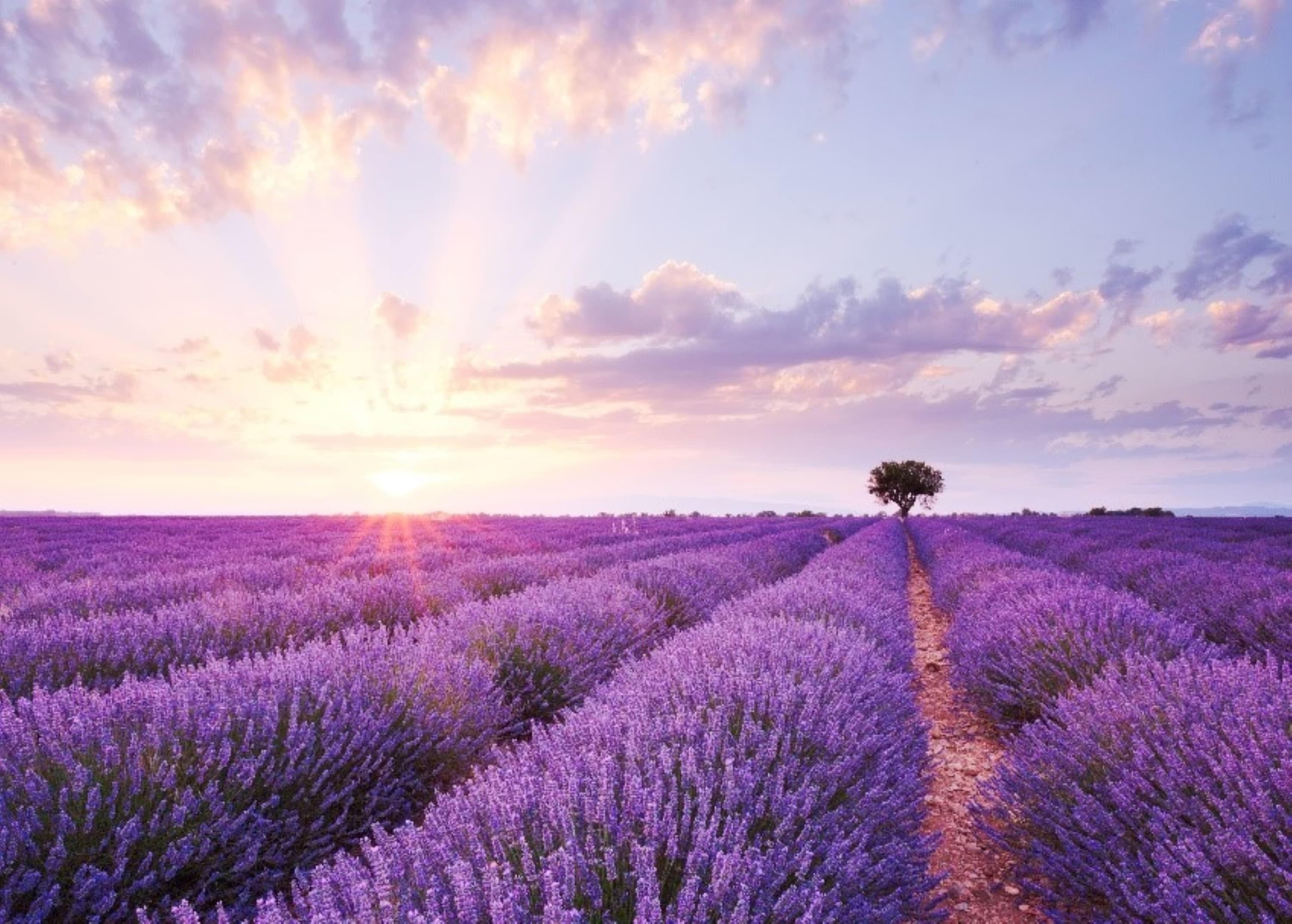 南法巡禮．普羅旺斯薰衣草